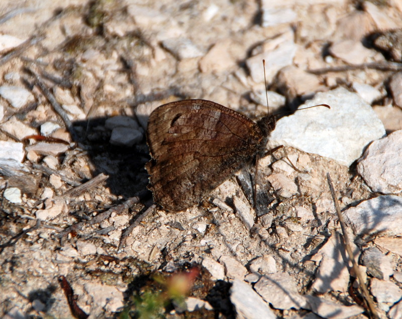 Minois dryas? - Satyrus ferula