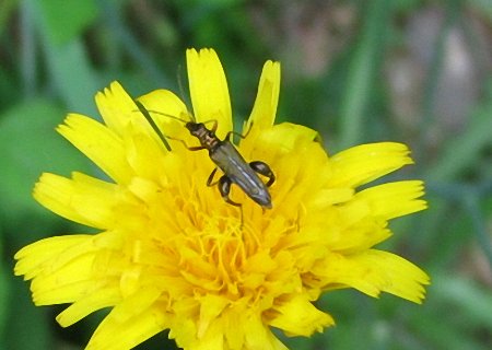 Oedemeridae: Oedemera sp.