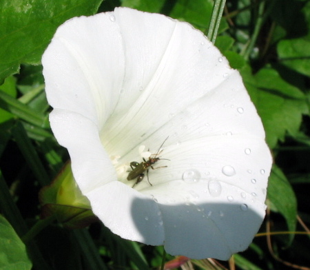 Oedemera nobilis?