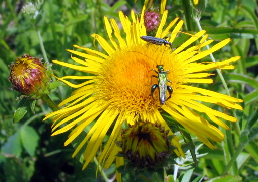 Oedemeridae: Oedemera sp.