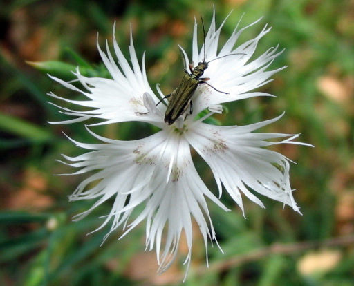 Oedemeridae: Oedemera sp.