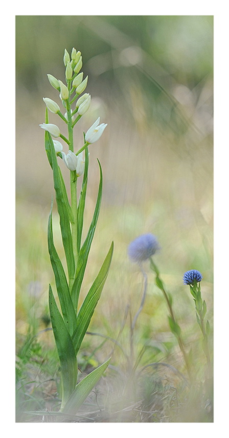 Orchidee Venete 2016 - 2