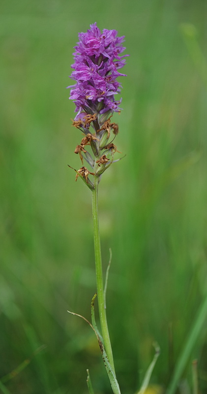 Dactylitella tourensis?