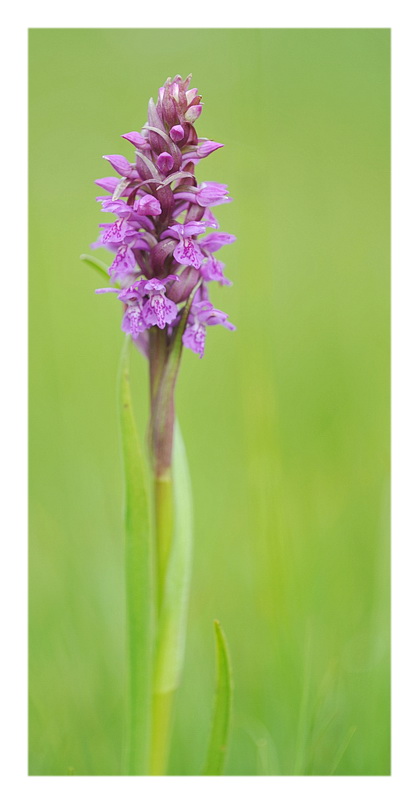 Orchidee Venete 2013 - 2