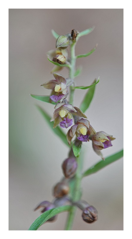 Orchidee Venete 2013 - 3