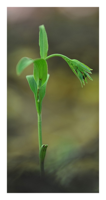 Orchidee Venete 2013 - 3