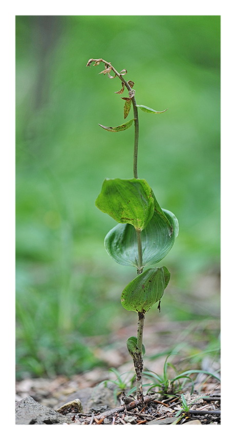 Orchidee Venete 2014 - 3