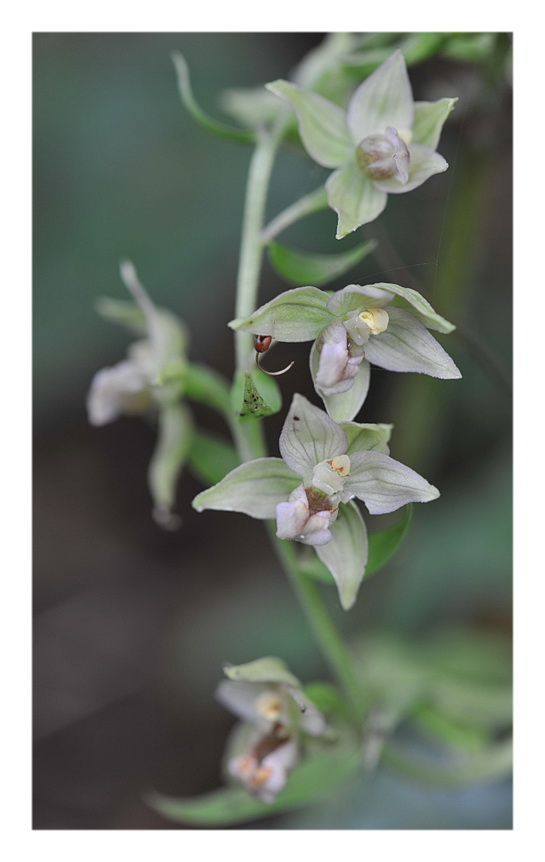 Orchidee Venete 2014 - 3