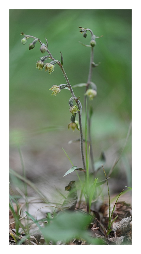 Orchidee Venete 2014 - 4