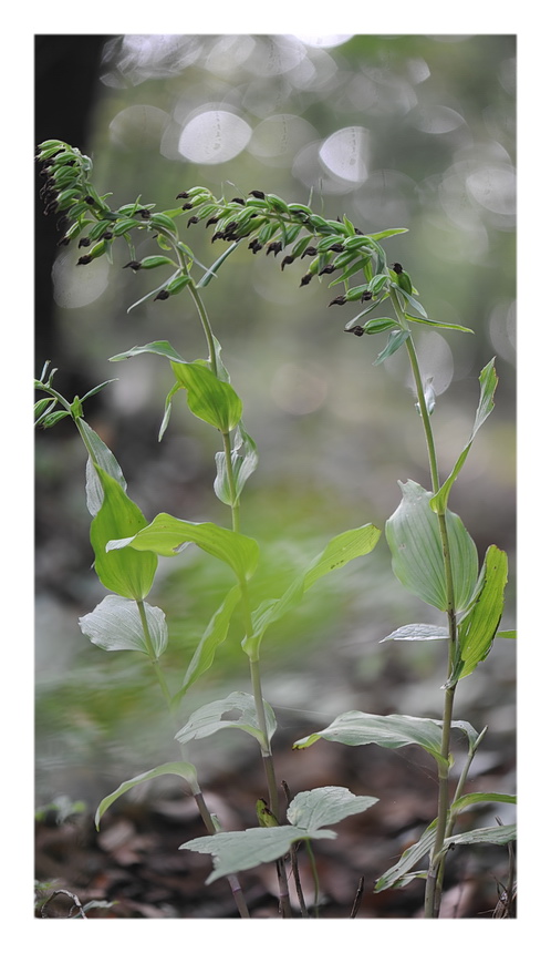 Orchidee Venete 2016 - 6