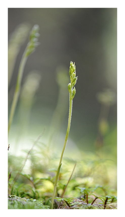 Orchidee Venete 2014 - 4