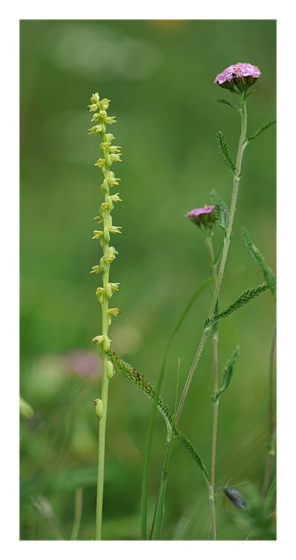 Orchidee Venete 2013 - 4