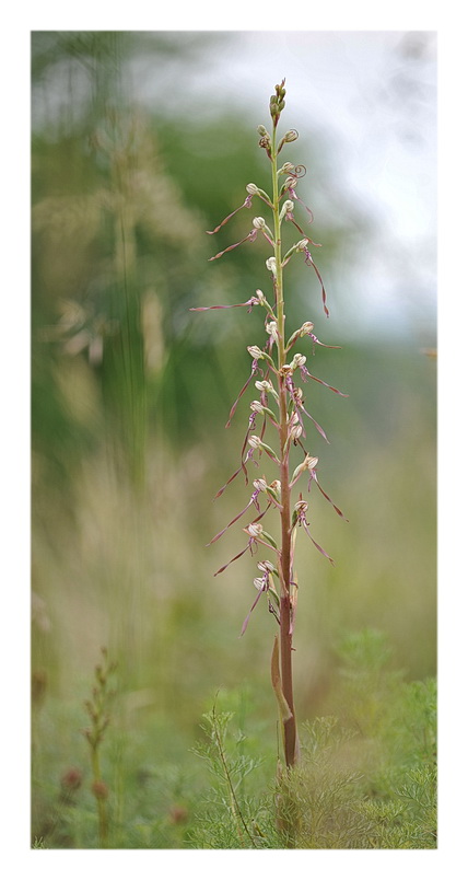 Orchidee Venete 2013 - 4