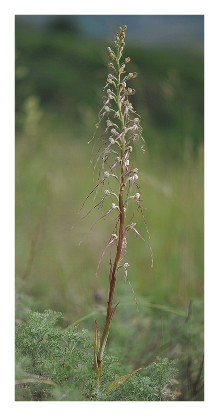 ORCHIDEE VENETE 2015 - 4