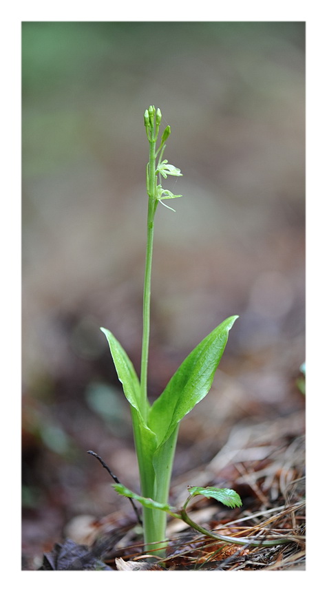 Orchidee Venete 2014 - 5