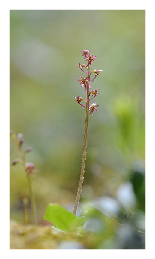 Orchidee Venete 2014 - 5