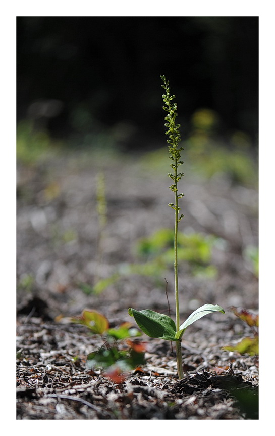 Orchidee Venete 2014 - 5