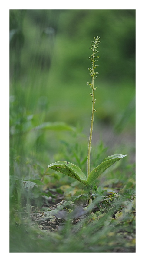 ORCHIDEE VENETE 2015 - 4