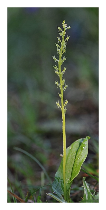 Orchidee Venete 2013 - 5