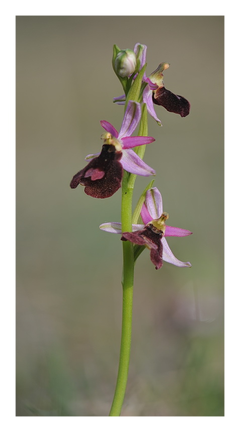 Orchidee Venete 2016 - 14