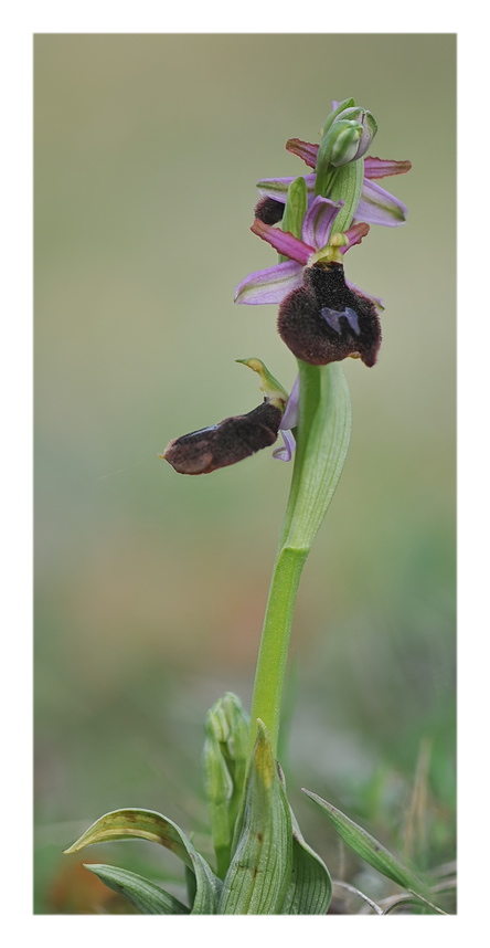 Orchidee Venete 2016 - 14