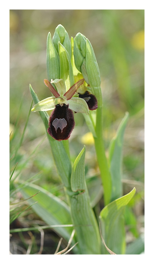 Orchidee Venete 2016 - 14