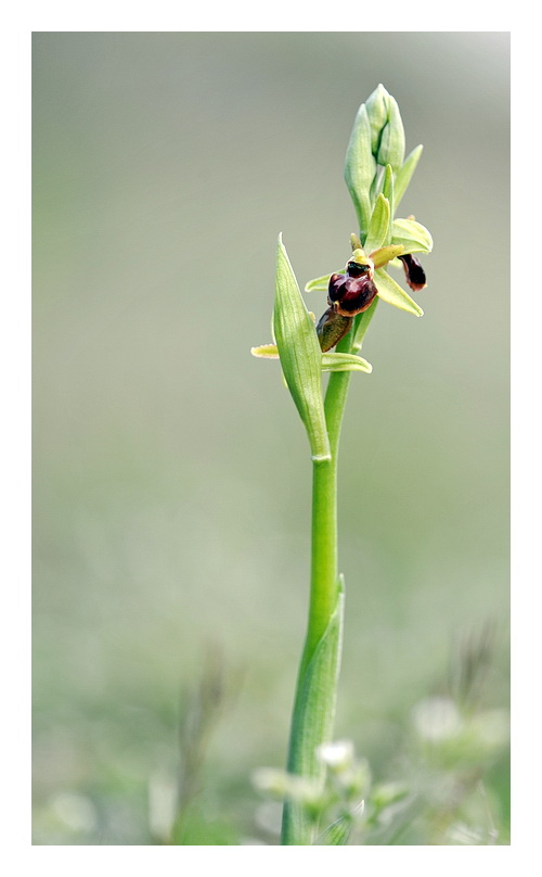 Orchidee Venete 2013 - 6