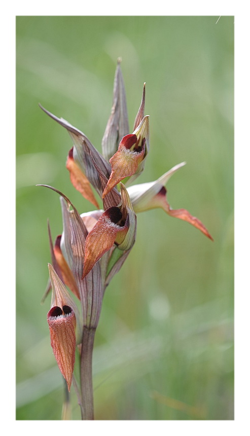 Orchidee Venete 2014 - 9