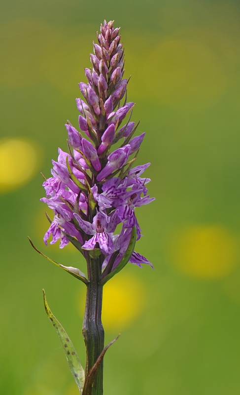 Dactylorhiza maculata subsp. fuchsii?