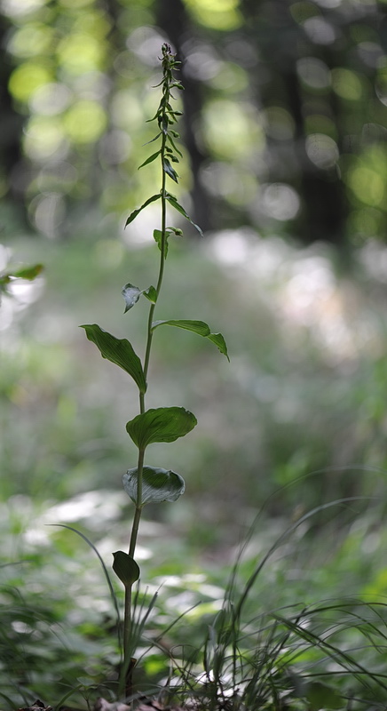 Epipactis helleborine subsp. orbicularis?