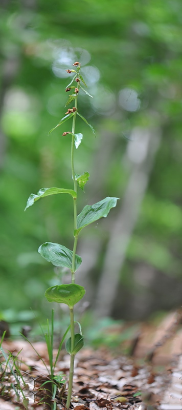 Epipactis helleborine subsp. orbicularis?