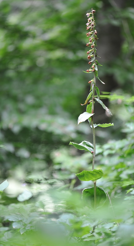 Epipactis helleborine subsp. orbicularis?