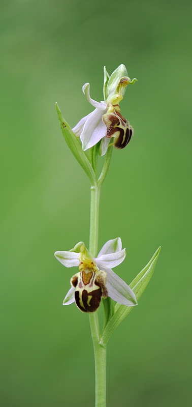 il ritorno: Ophrys apifera var. botteronii