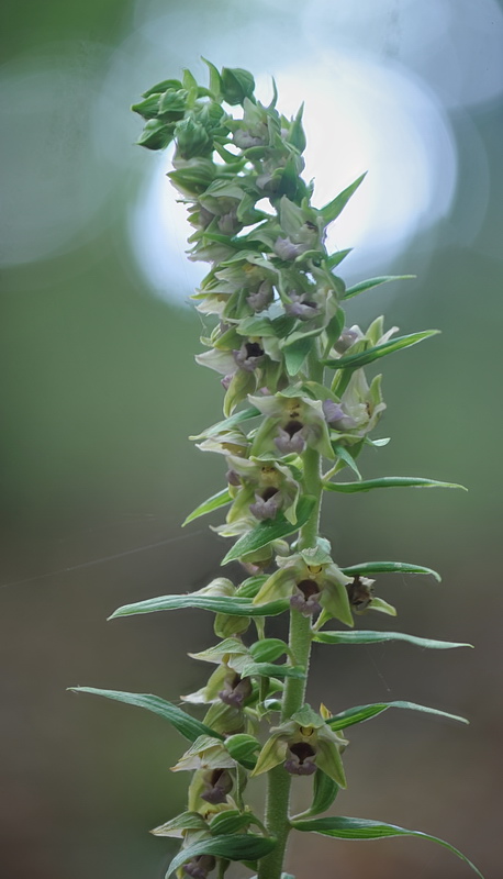 Epipactis neglecta, helleborine o ibridi?