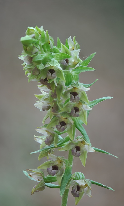 Epipactis neglecta, helleborine o ibridi?