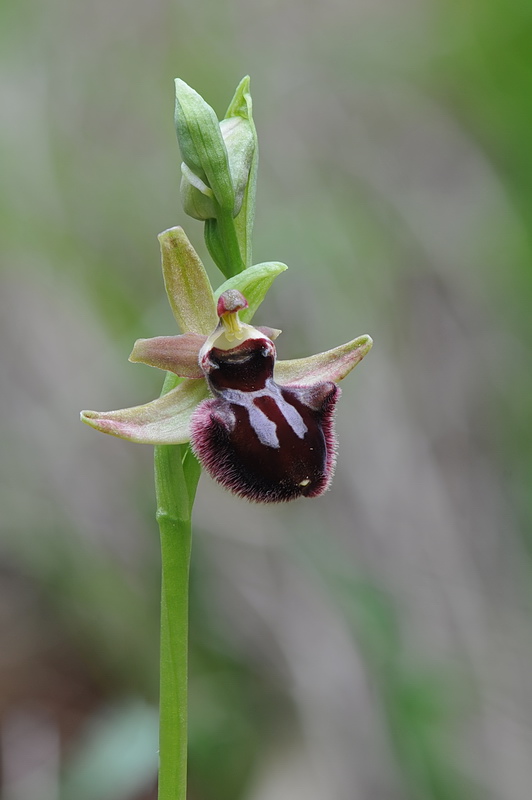 Ophrys incubacea?