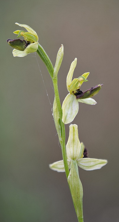 lusus di O. benacensis