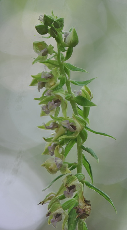 Epipactis neglecta, helleborine o ibridi?