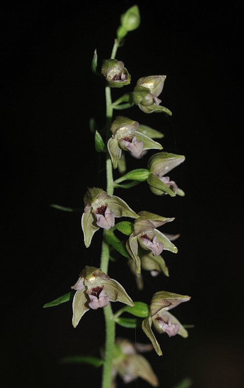 Epipactis neglecta, helleborine o ibridi?