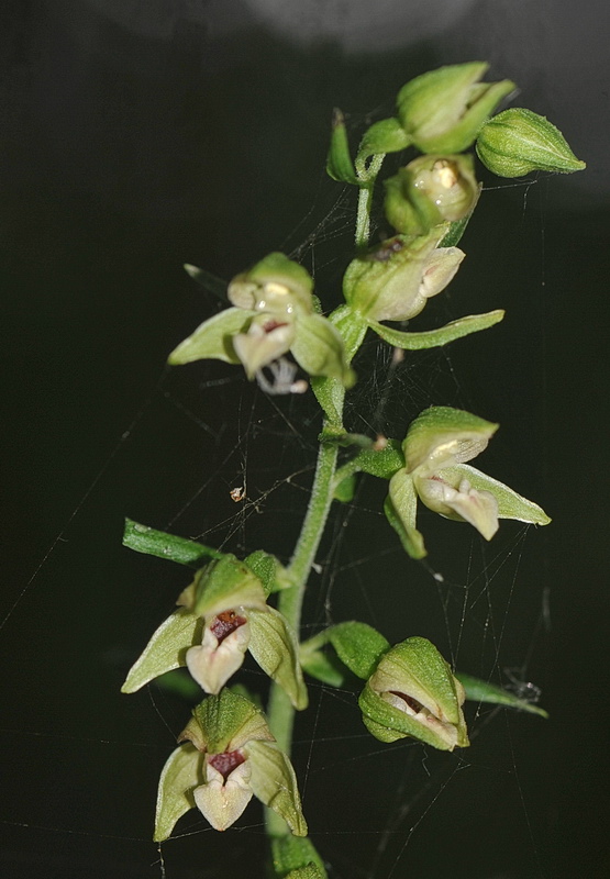 Epipactis neglecta, helleborine o ibridi?