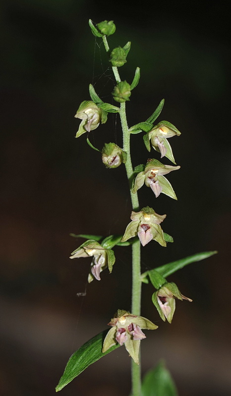 Epipactis neglecta, helleborine o ibridi?