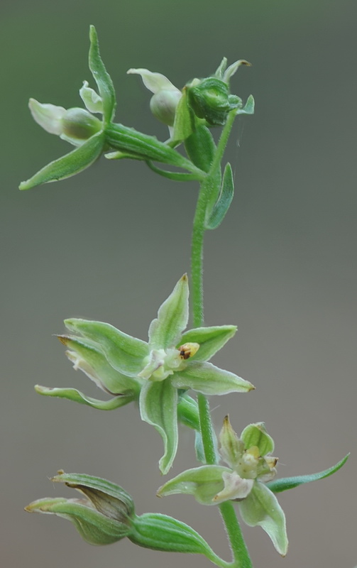 Epipactis neglecta, helleborine o ibridi?