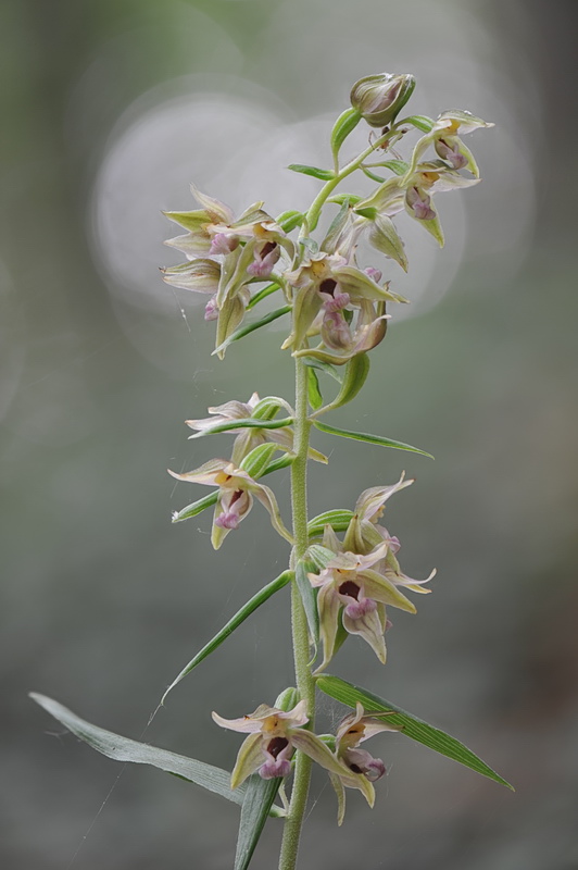 Epipactis neglecta, helleborine o ibridi?