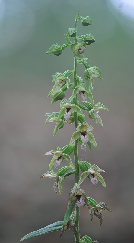 Epipactis neglecta, helleborine o ibridi?