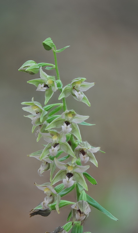 Epipactis neglecta, helleborine o ibridi?