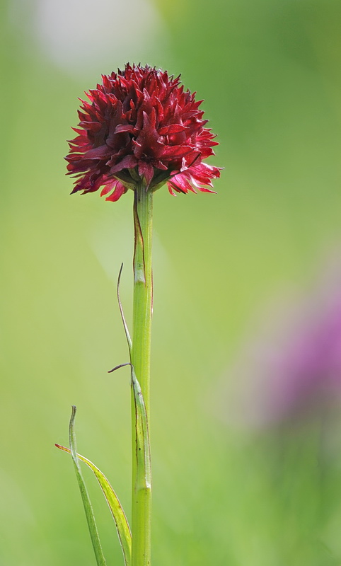 Nigritella rubra o rhellicani?