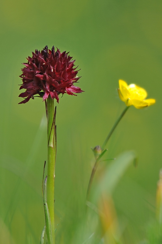 Nigritella rubra o rhellicani?