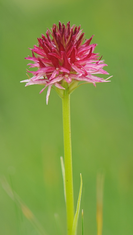 Nigritella rubra o rhellicani?