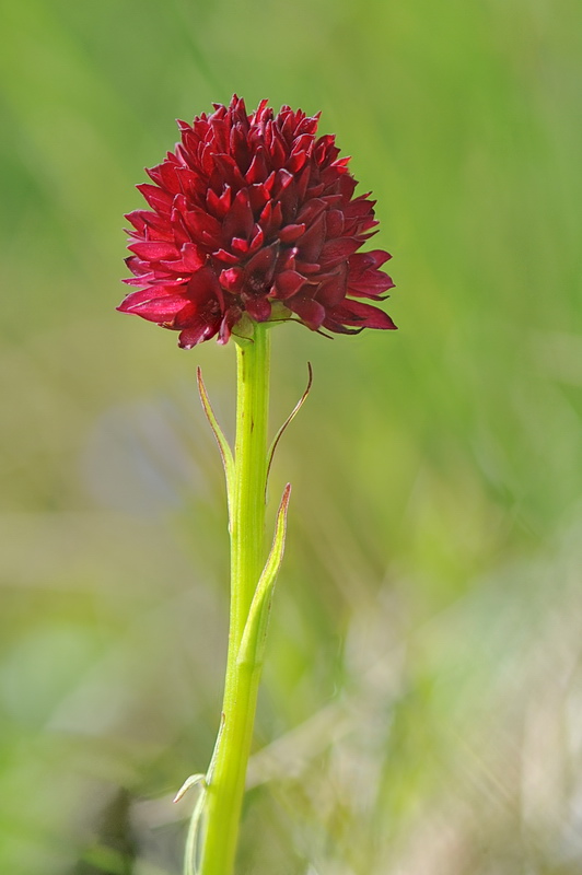 Nigritella rubra o rhellicani?