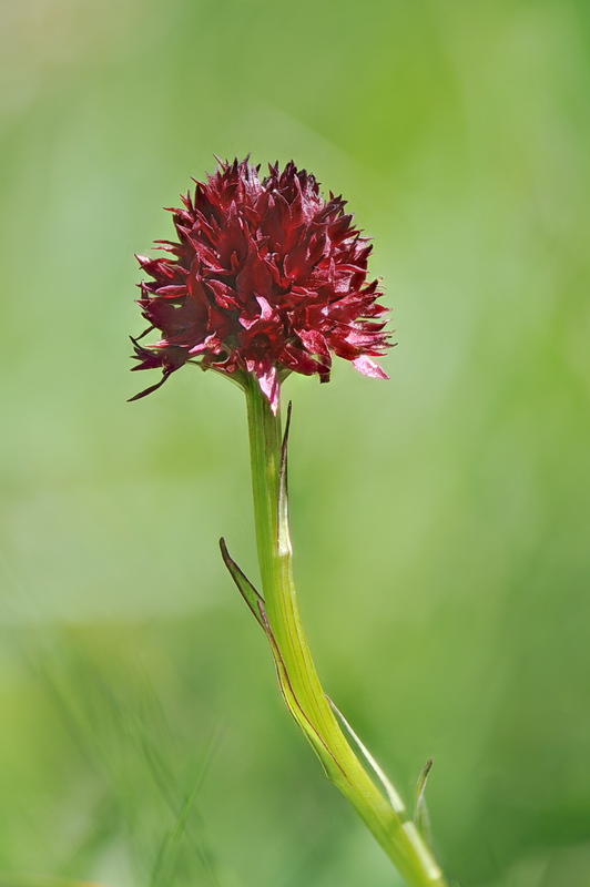 Nigritella rubra o rhellicani?